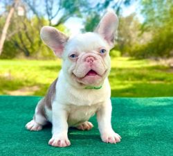 Male Frenchie - Franky2.jpg