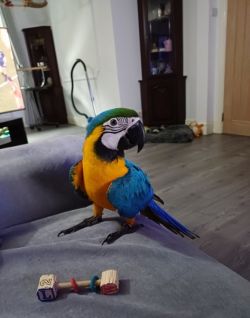 Affectionate blue and gold Macaw Parrot