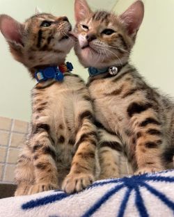 Bengal Kittens