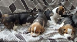 Beagle puppies. 