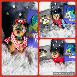 Teacup yorkie puppies (No deposit)