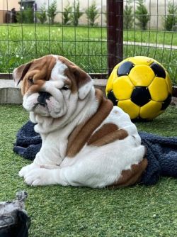 Amazing Wrinkles English Bulldog puppies 