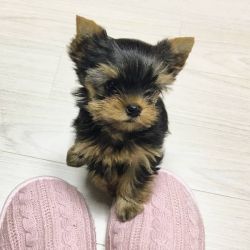 Home Raised Yorkie Puppies for sale