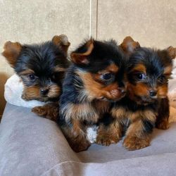 Adorable Yorkie Puppies