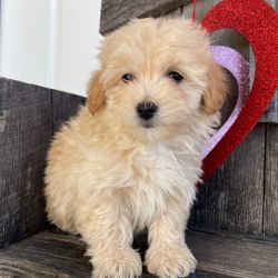 Male and female Maltese 