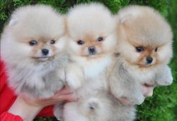 Teacup Pomeranian 