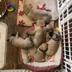 Stunning Pug puppies for sale