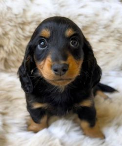  awesome mini Dachshund puppies