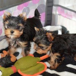 Gorgeous Teacup Yorkies