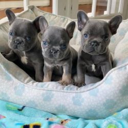 French bulldog puppies for sale.