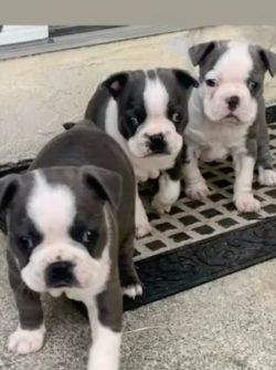 Three female Bosten Terrier puppies