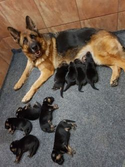 Beautiful German Shepherd Puppies – Intelligent, 