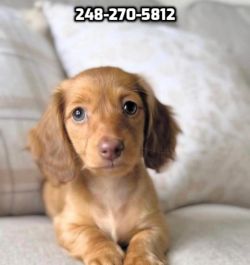Stunning mini Dachshund puppies 