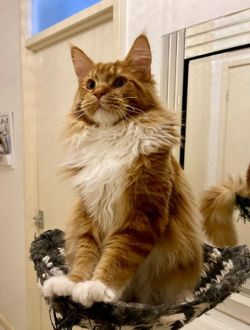🐾🦁 *TICA REG* GINGER MAINE COON KITTENS🦁🐾