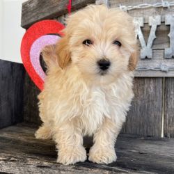 Sweet male and female Maltese puppies 