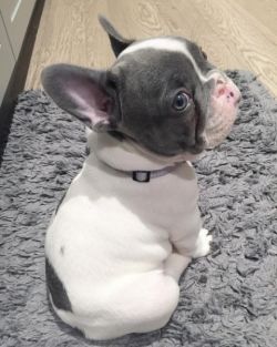 Gorgeous French Bulldog Puppies