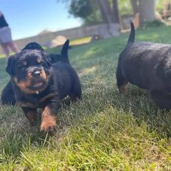 50% Off Magnificent Rottweiler for Adoption