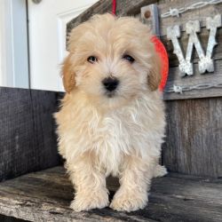 Maltese puppies male and female 