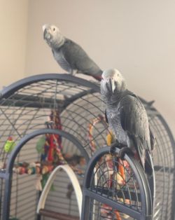 Healthy African Grey Parrot