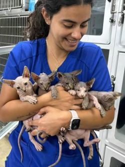 Exceptional Sphynx Kittens Looking for Loving Home