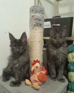 Blue smoke, boys and girls, polydactyl Maine Coon 