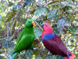 Eclectus Parrot for Sale – Male &amp; Female Available