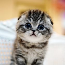 Scottish Fold kittens for sale,