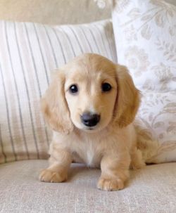 Amazing Mini Dachshund Puppies