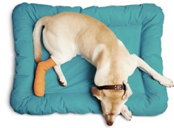 Boulevard Animal Hospital
