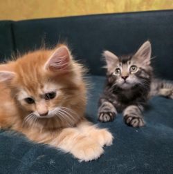 Maine Coon Kittens For Sale Near Me