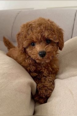 Adorable Toy Poodle Puppy Ready for a Loving Home
