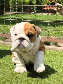 Chunky English Bulldog puppies 