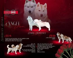 Siberian husky puppies, FCI registred 