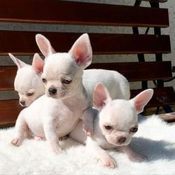Beautiful  Chihuahua Puppies for Rehoming