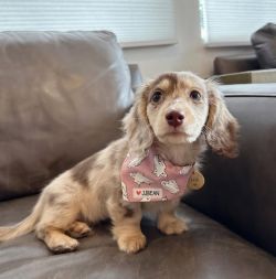 Trained mini Dachshund puppies 