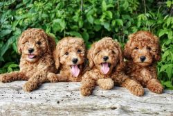 Beautiful toy poodle puppies,